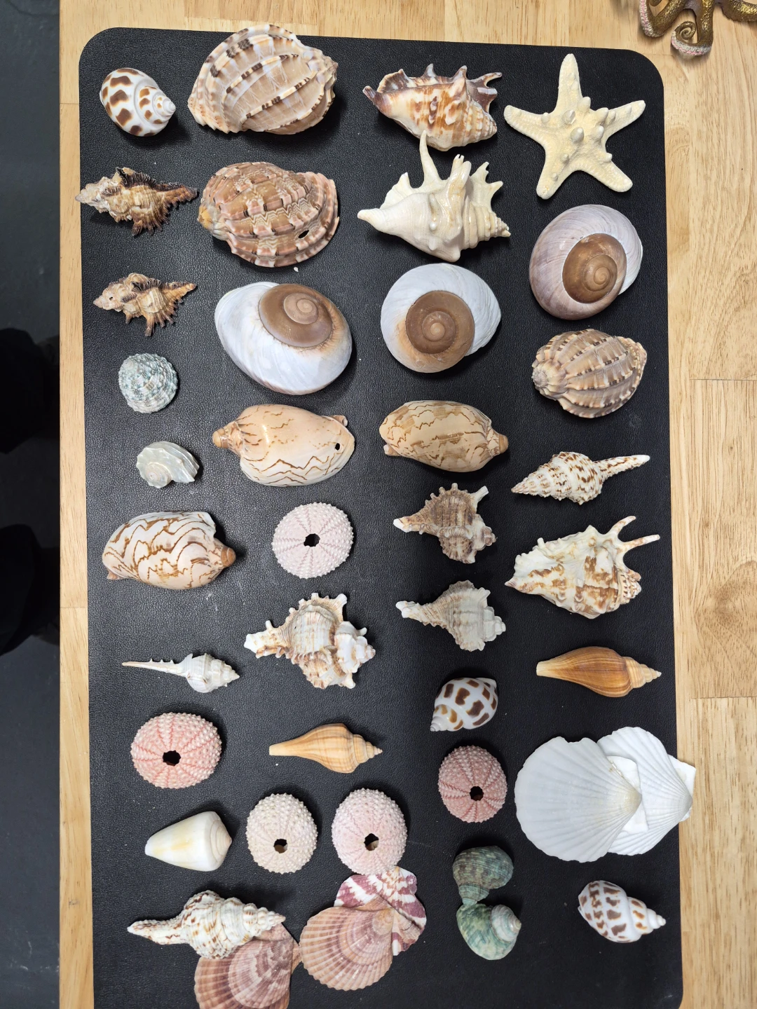 Assorted Seashells and Starfish Collection - photo 2