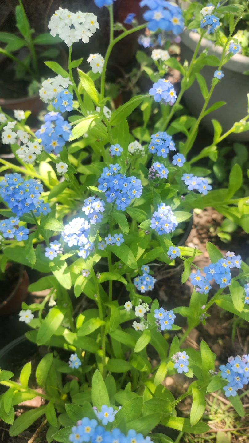Forget-Me-Not Plants - photo 2
