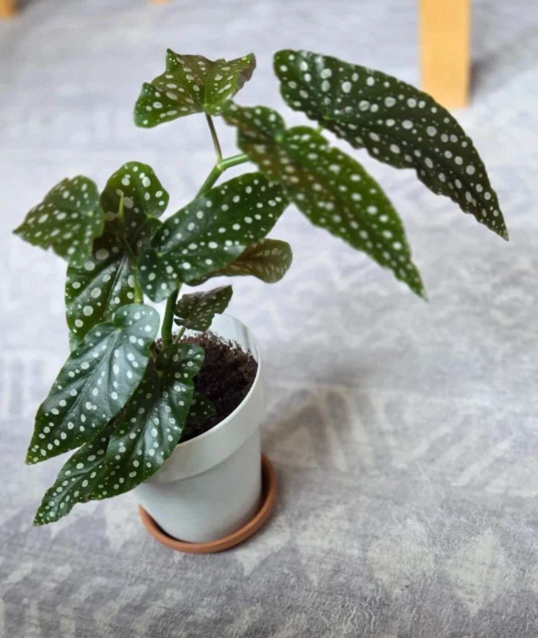 Polka Dot Begonia 🪴 - photo 2