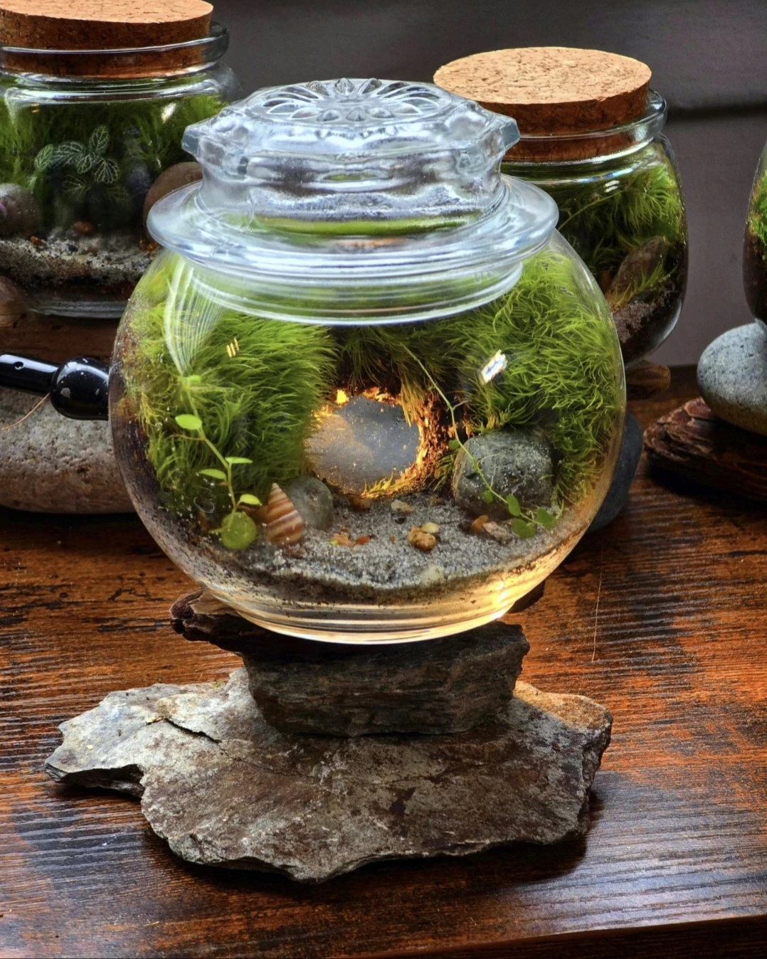 Golden Hour Terrarium Jar with Moss, Sand, & Tropical Plants