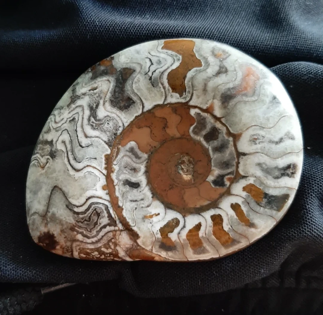 Fossilised Goniatiite Ammonite - photo 2