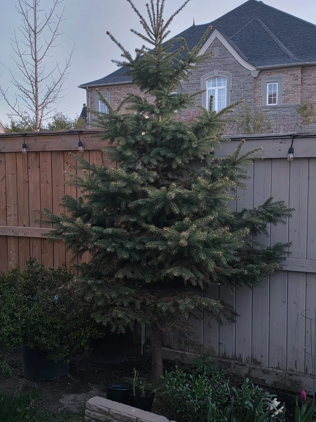 10ft spruce tree