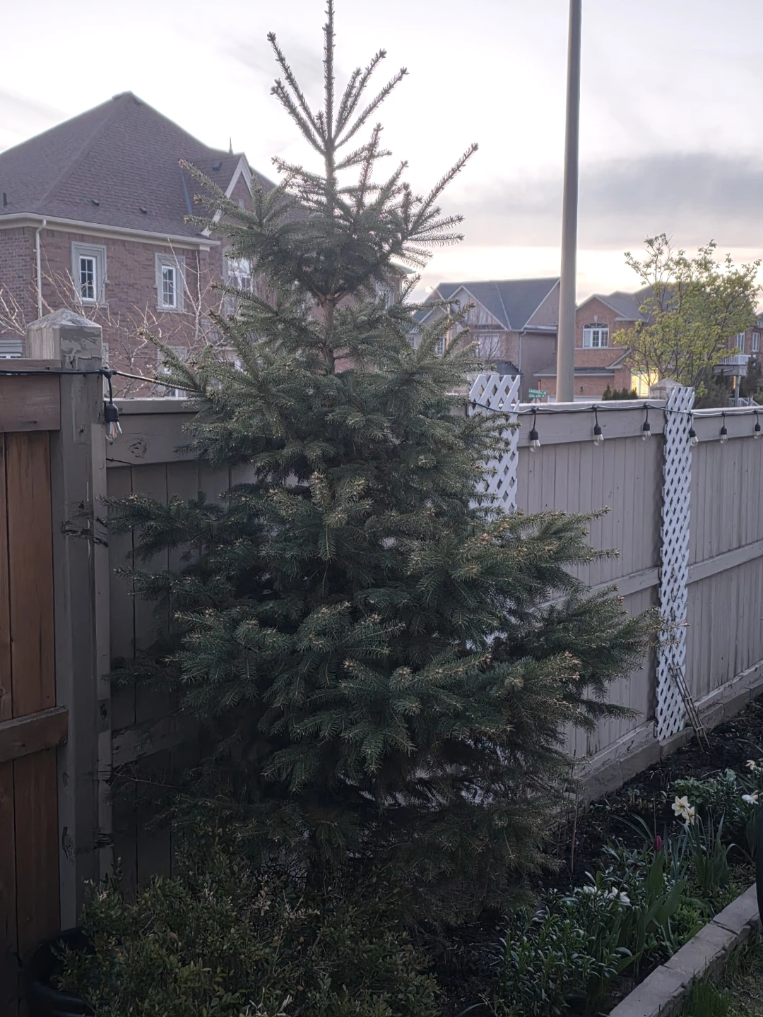 10ft spruce tree - photo 2