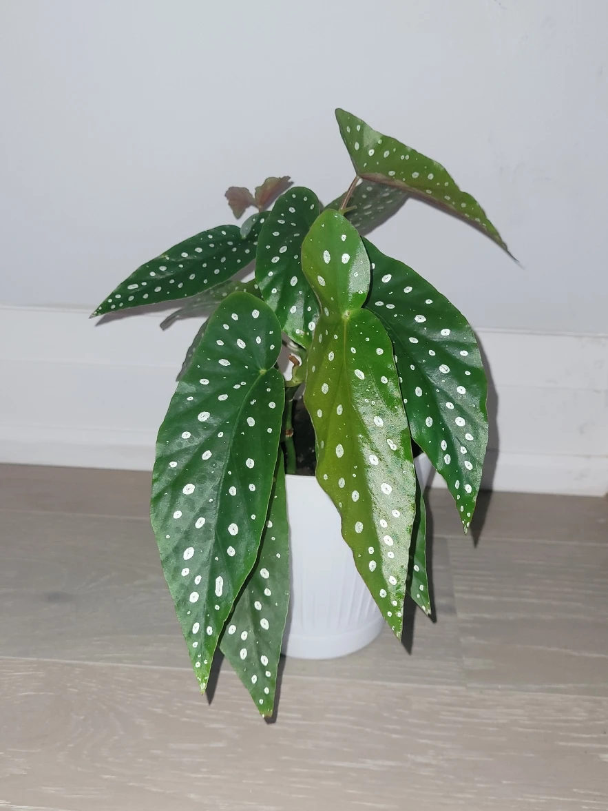 Polka Dot Begonia
