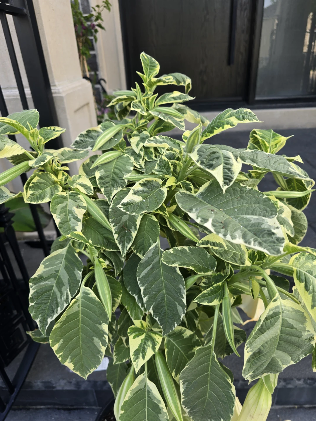 Variegated Brugmansia Angel's Trumpet Plant - photo 2