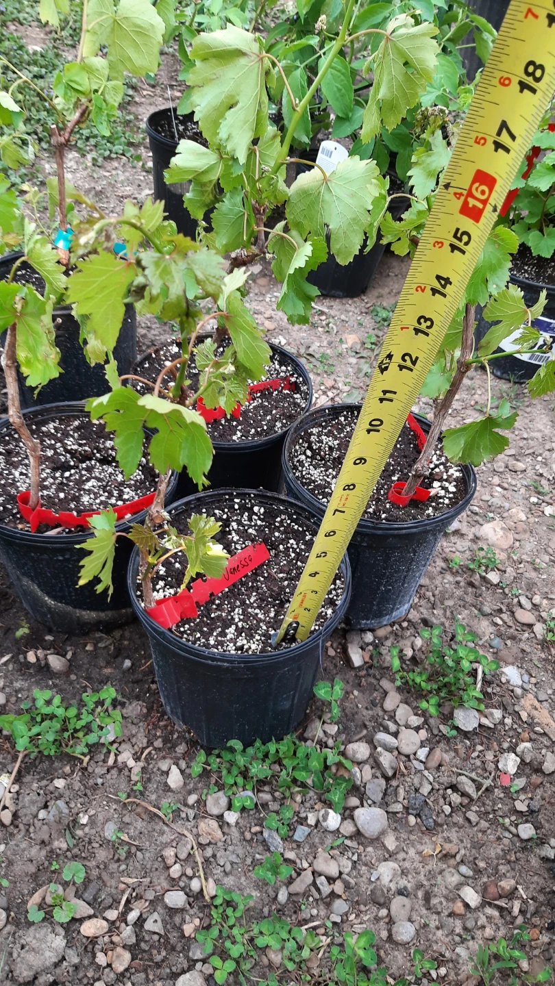 Grapevine Plants - Vanessa red seedless grapes