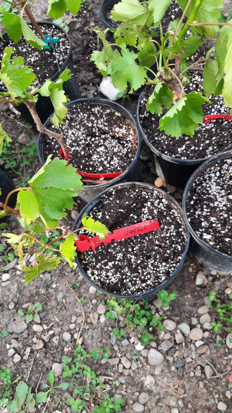 Grapevine Plants - Vanessa red seedless grapes - photo 2