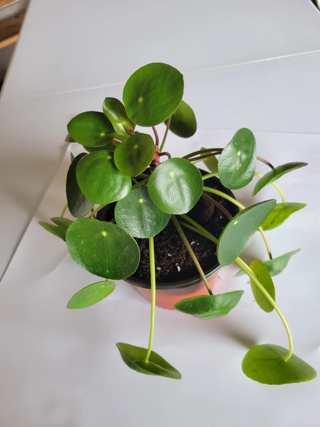 Pilea Peperomioides (Chinese Money Plant)