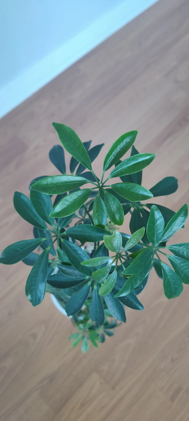 Schefflera Plant (Umbrella Plant) - 65 cm in Height - photo 2