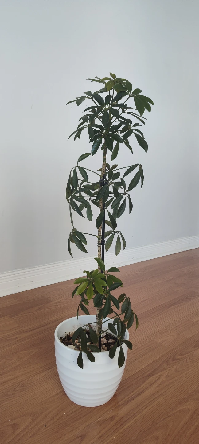 Schefflera Plant (Umbrella Plant) - 65 cm in Height - photo 3