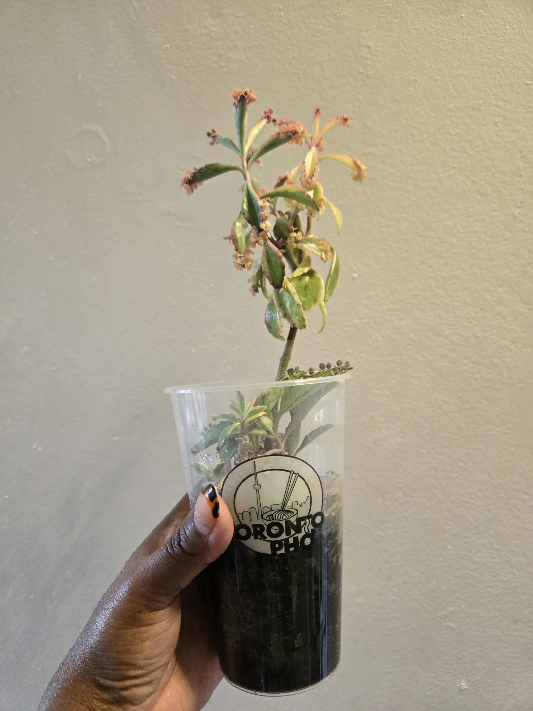 Kalanchoe daigremontiana (Mother of Thousands) Plant✨️🤱🏾🌿
