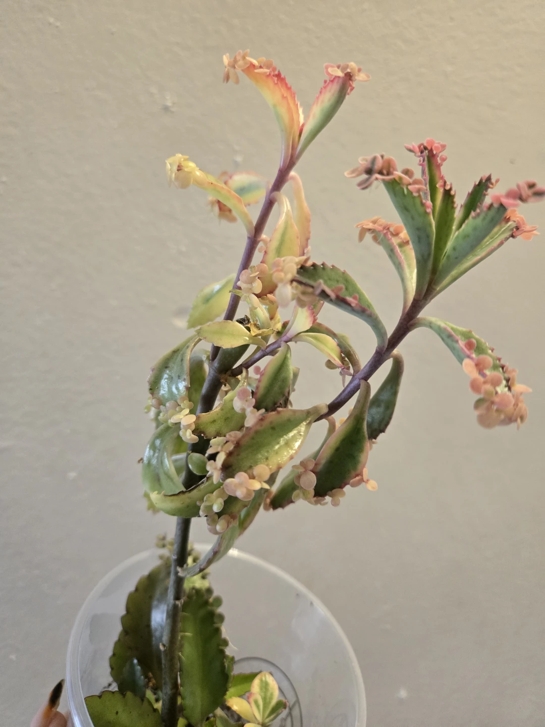 Kalanchoe daigremontiana (Mother of Thousands) Plant✨️🤱🏾🌿 - photo 2