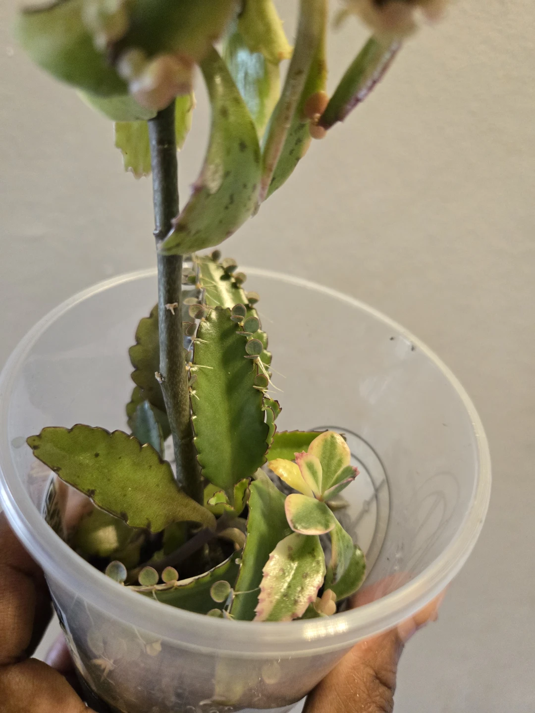 Kalanchoe daigremontiana (Mother of Thousands) Plant✨️🤱🏾🌿 - photo 3