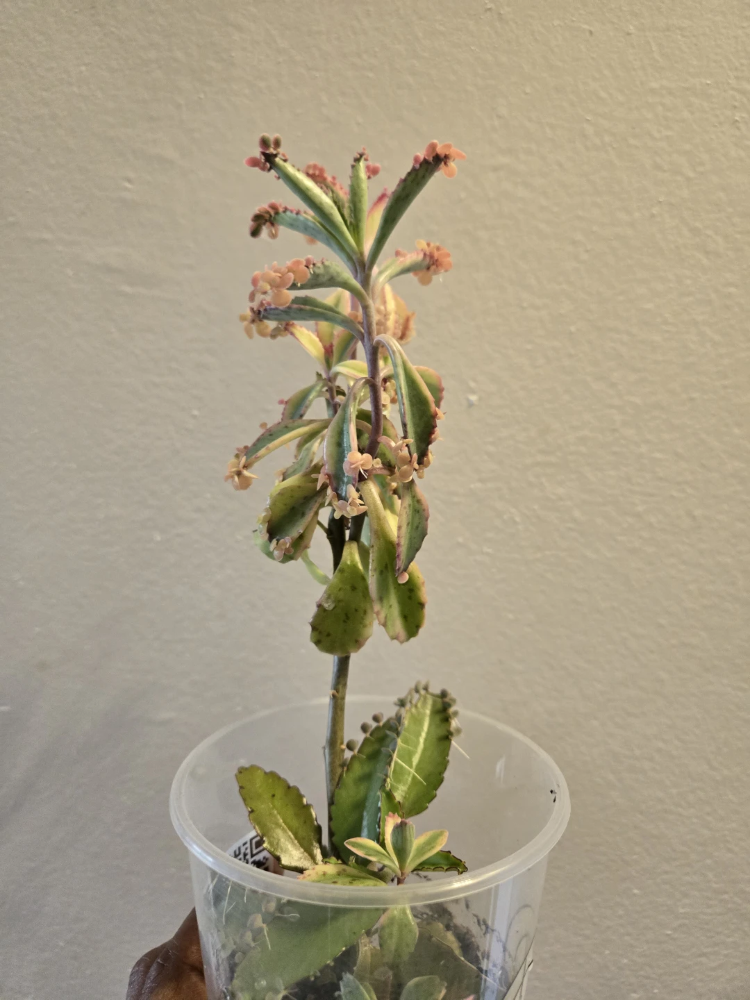 Kalanchoe daigremontiana (Mother of Thousands) Plant✨️🤱🏾🌿 - photo 4