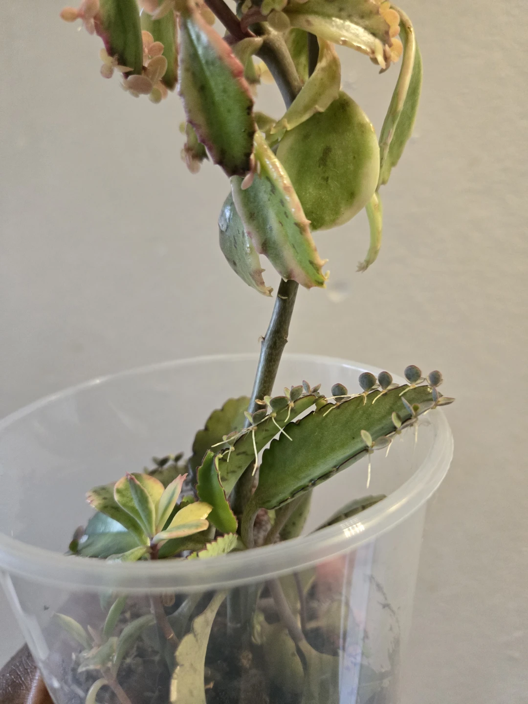 Kalanchoe daigremontiana (Mother of Thousands) Plant✨️🤱🏾🌿 - photo 5