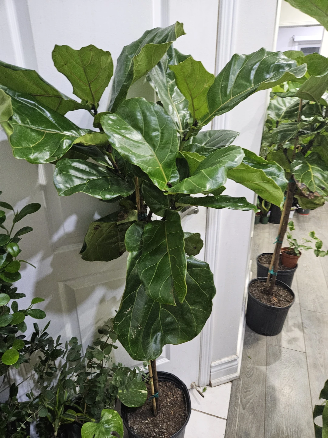 Fiddle Leaf Fig Plant