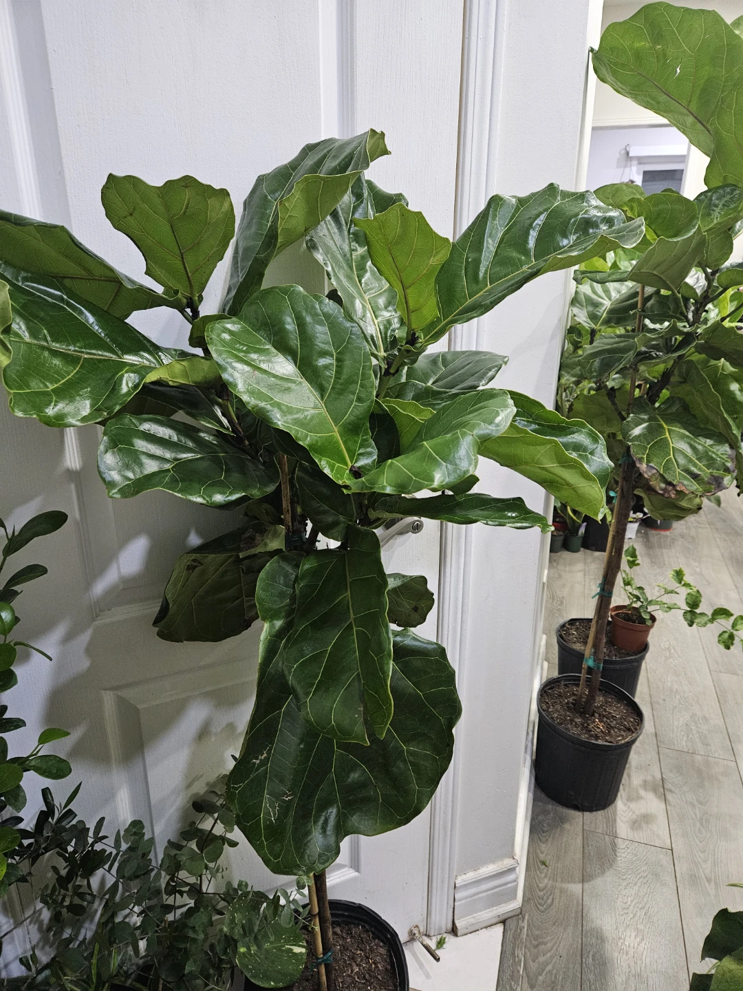 Fiddle Leaf Fig Plant - photo 2