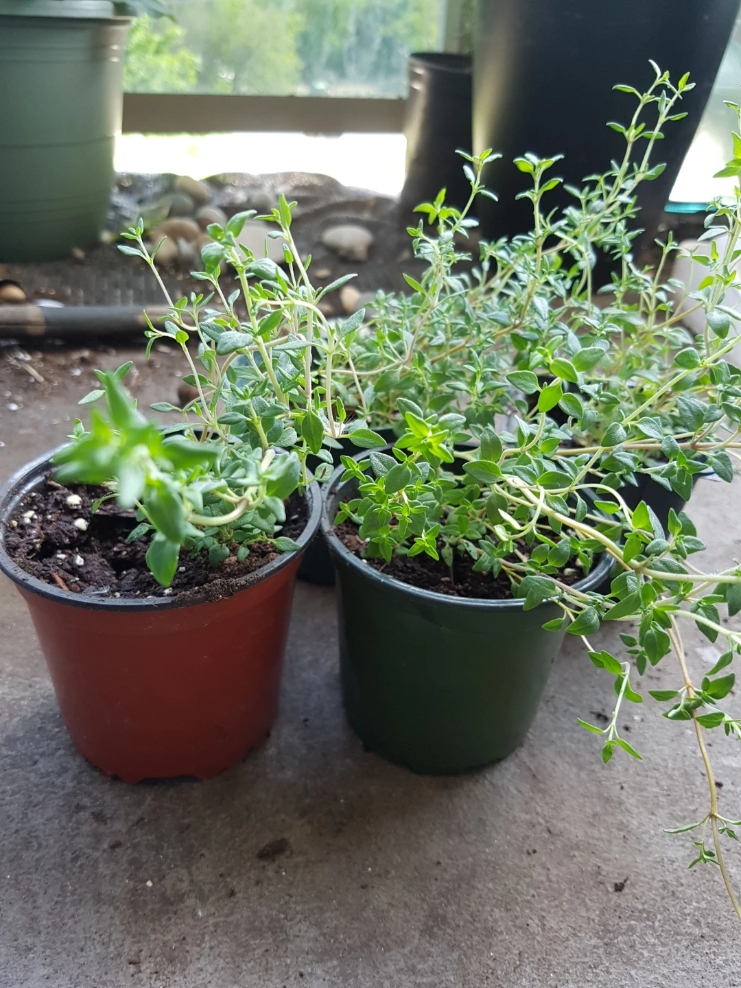 Four potted thyme plants - photo 3