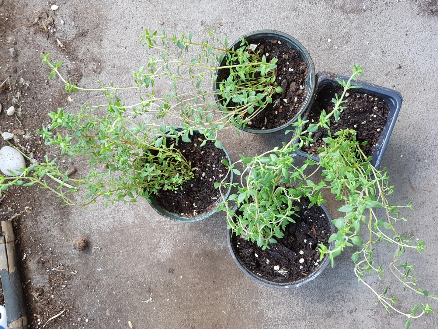 Four potted thyme plants - photo 5