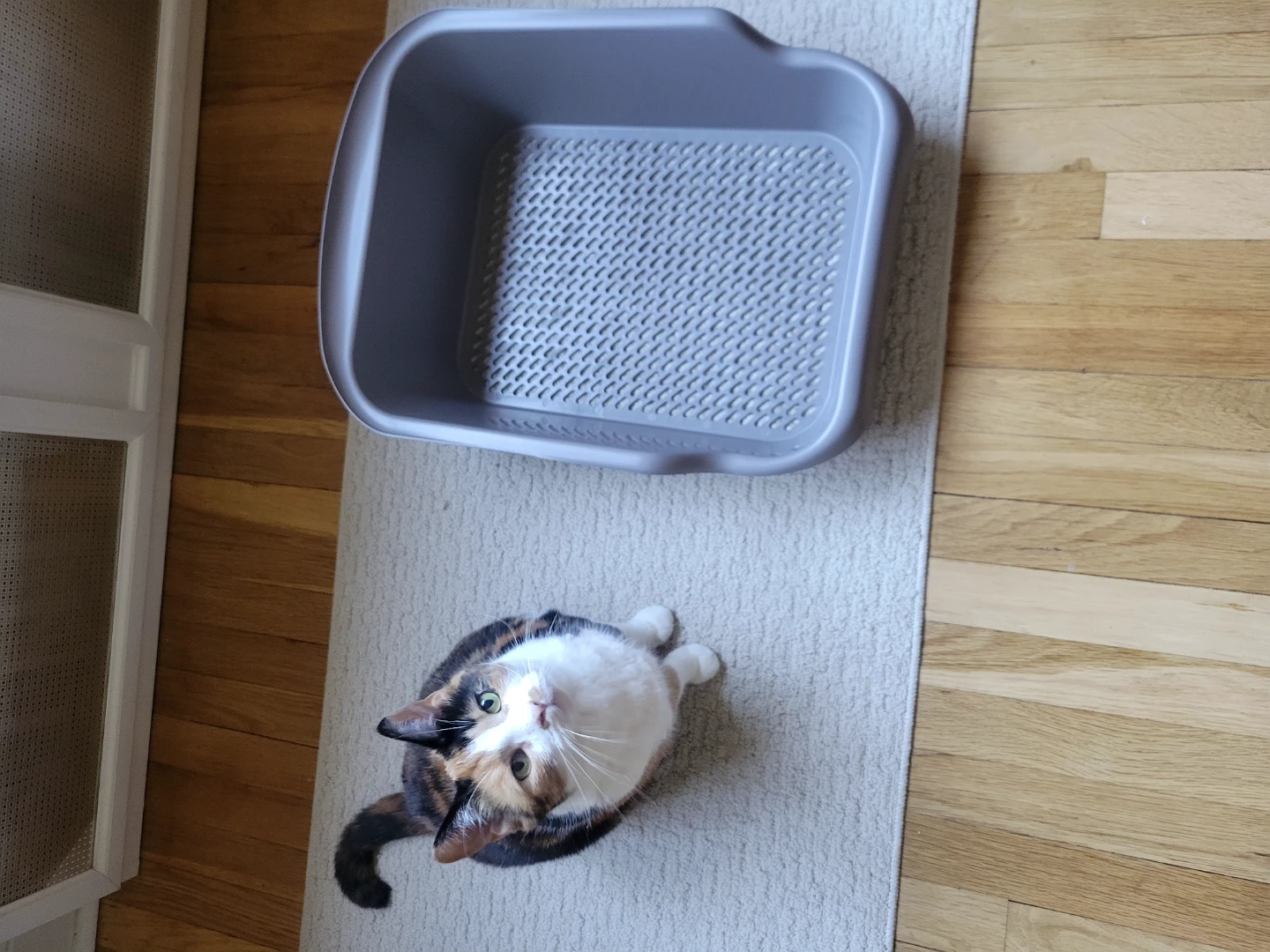 BRAND NEW NEVER USED Sifting Cat Box - photo 4