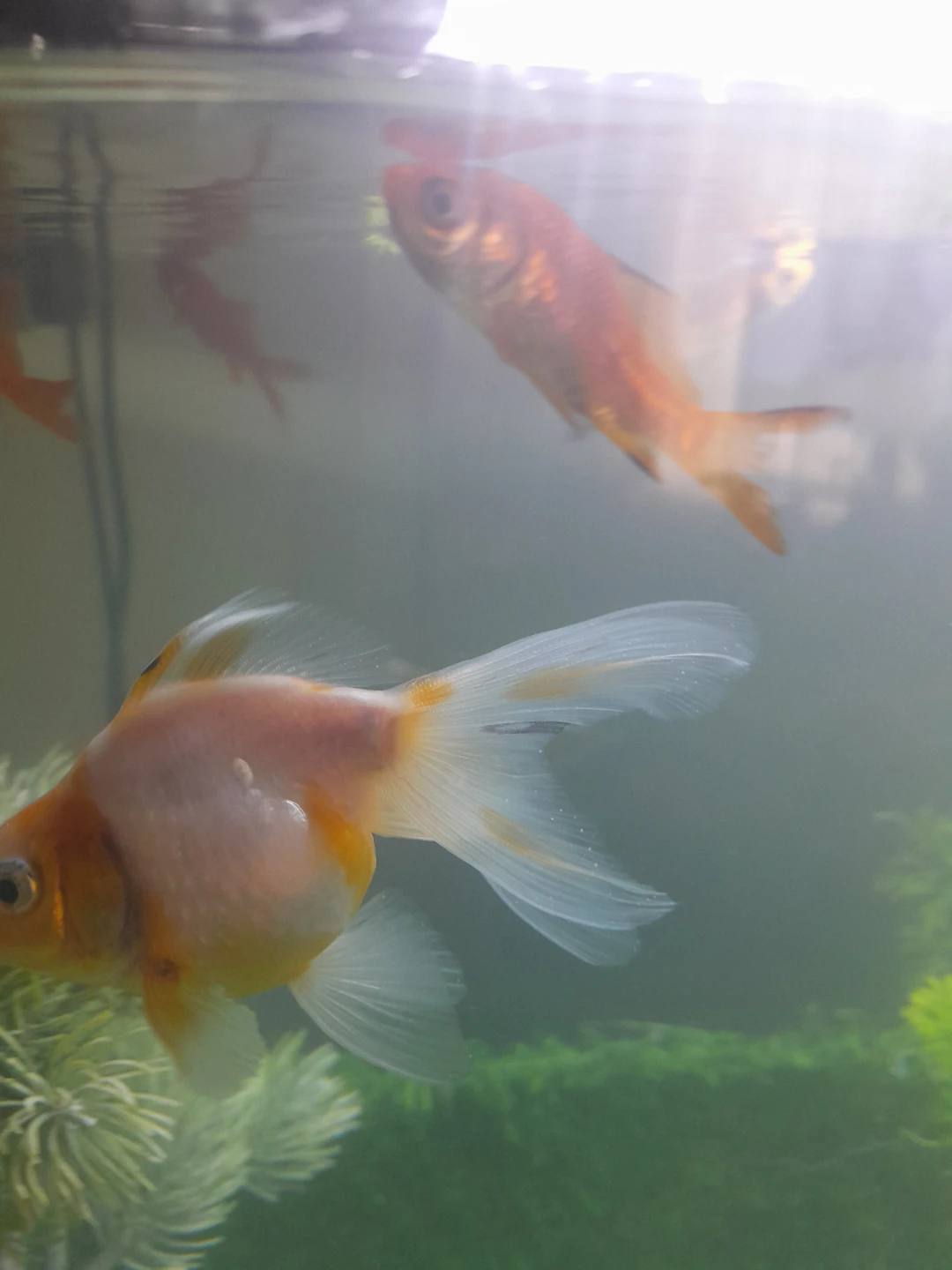 Fancy Goldfish