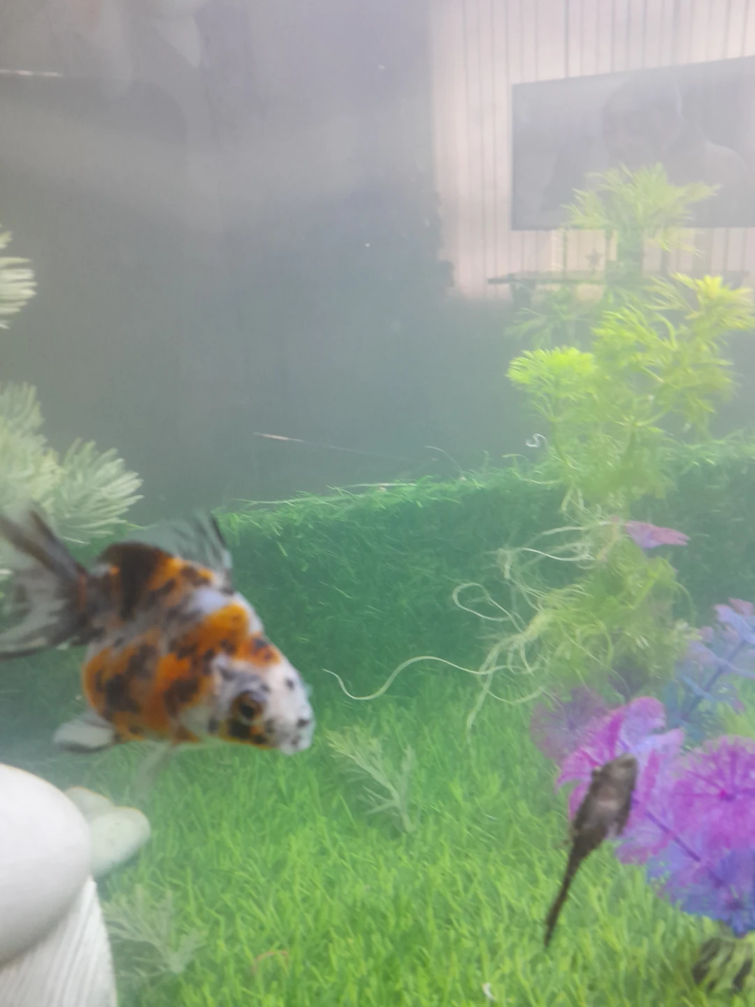 Fancy Goldfish - photo 2