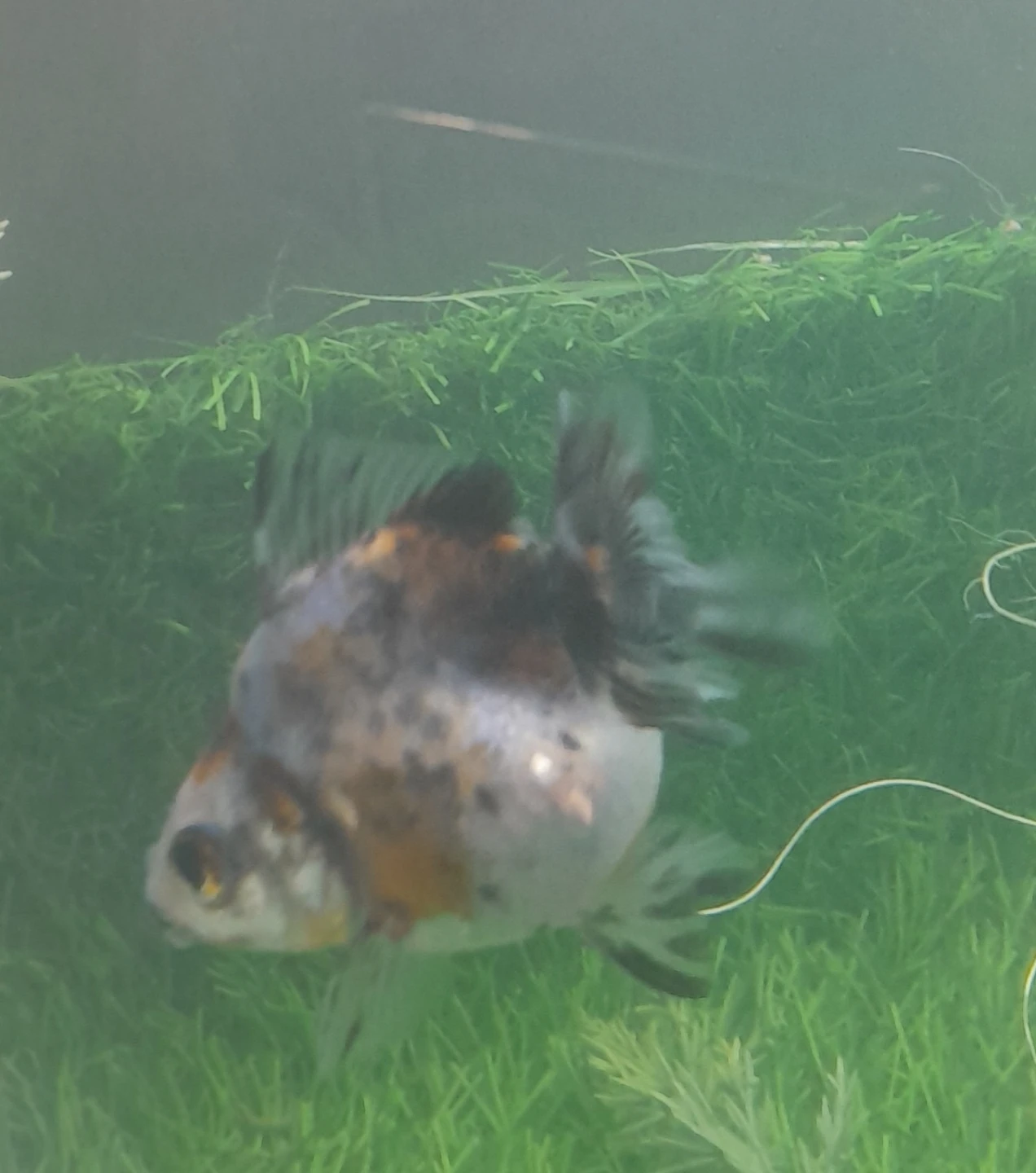 Fancy Goldfish - photo 4