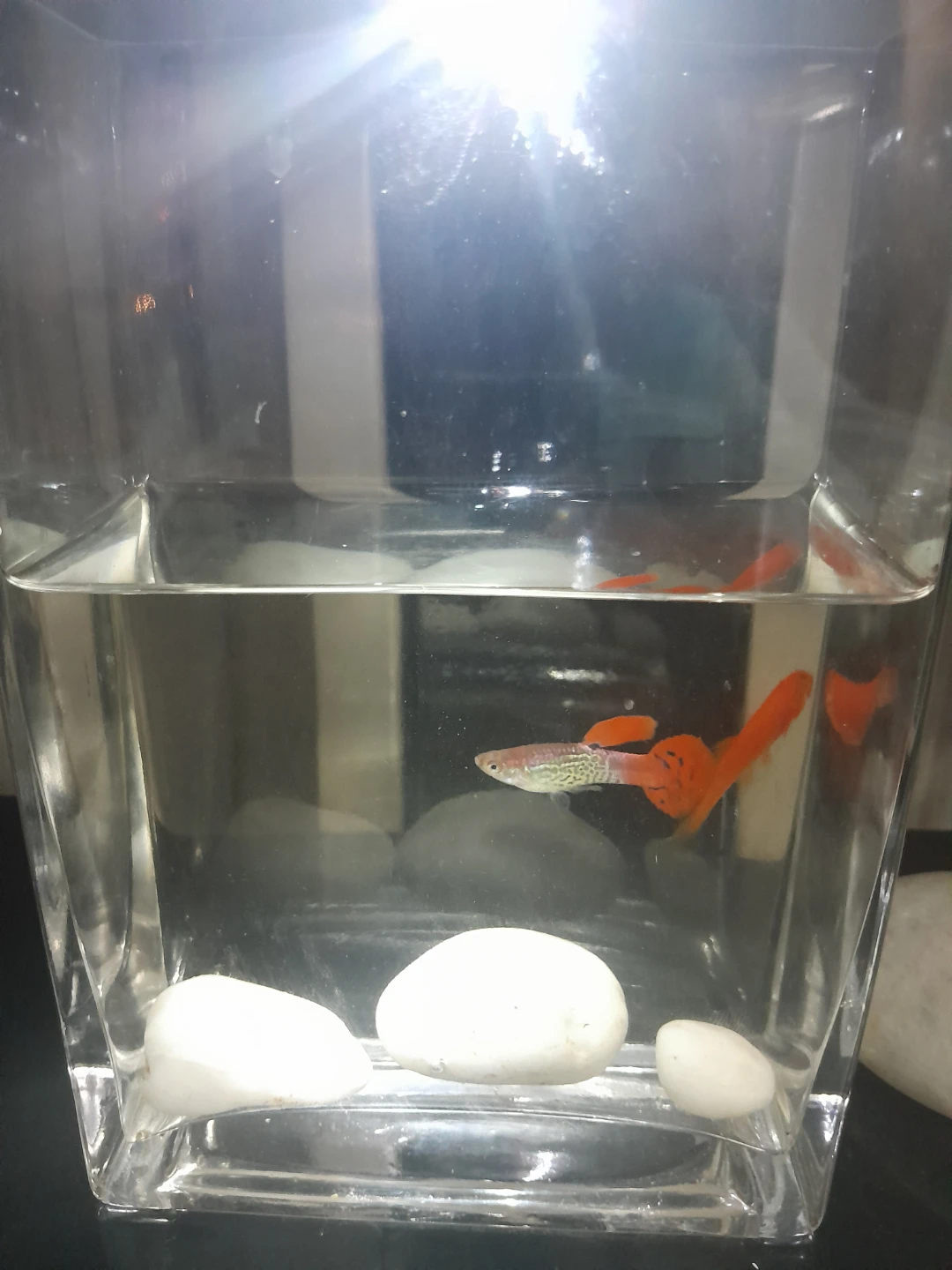 Pair Guppy Fish with tank