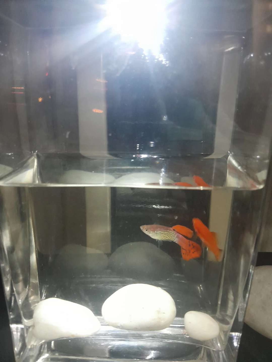 Pair Guppy Fish with tank - photo 2