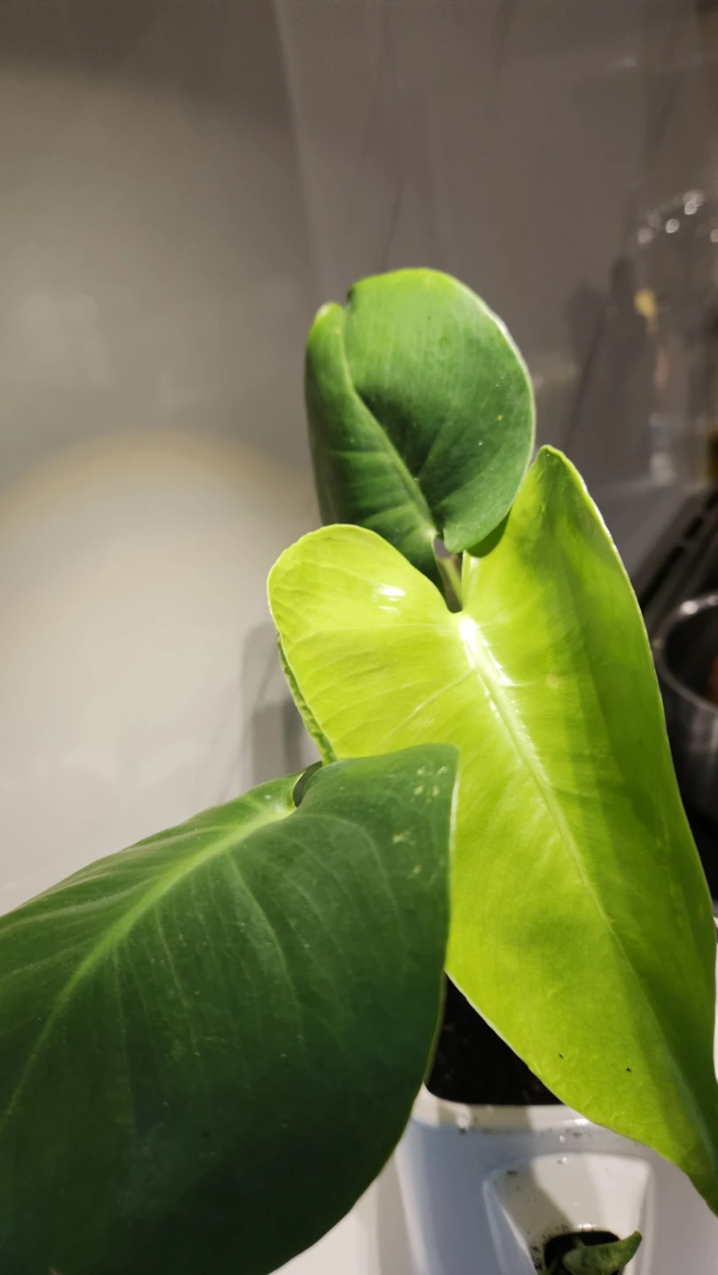 Teapot planter with plants - photo 3