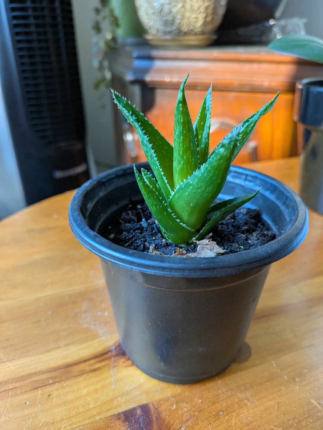 Haworthia