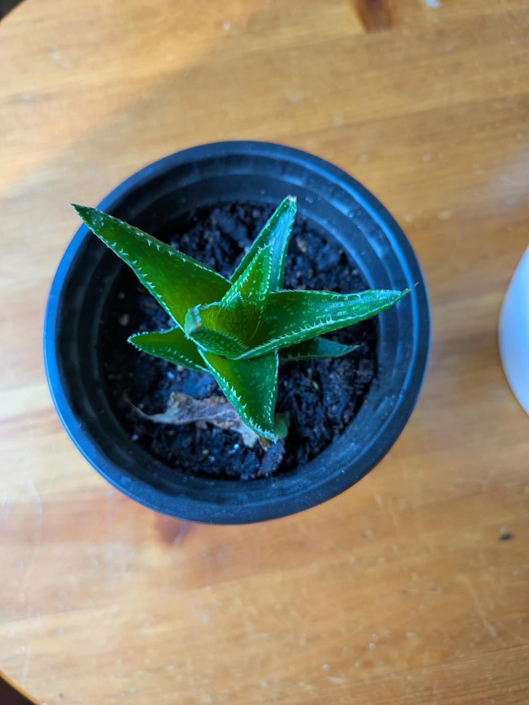 Haworthia - photo 2