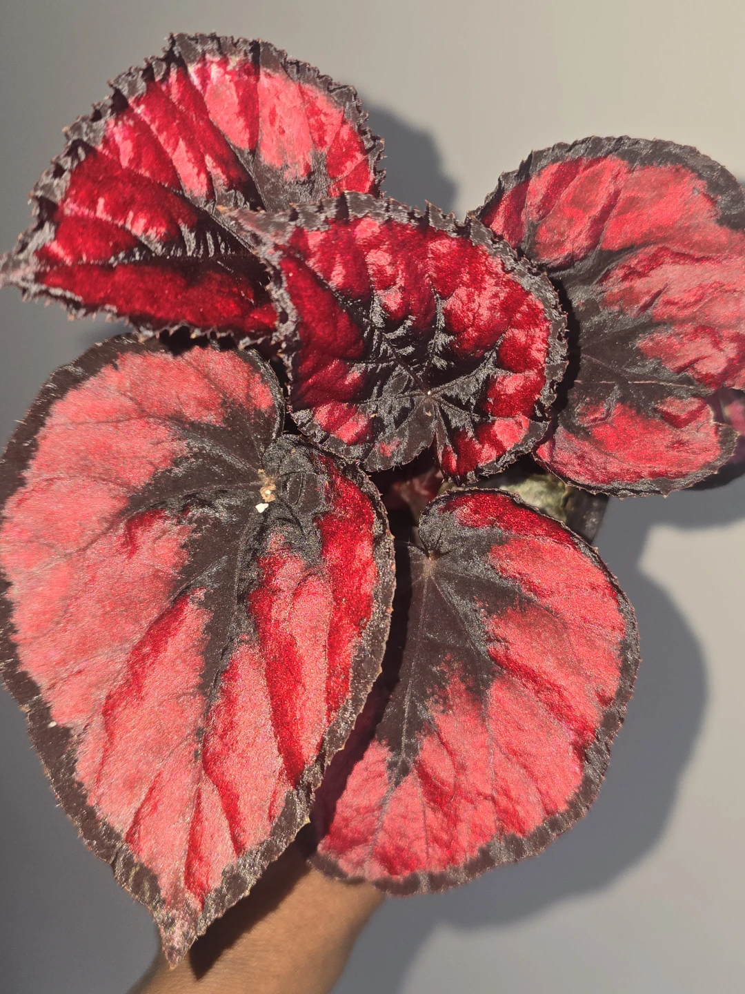 Begonia  collection Vibrant Red and Black Leaves