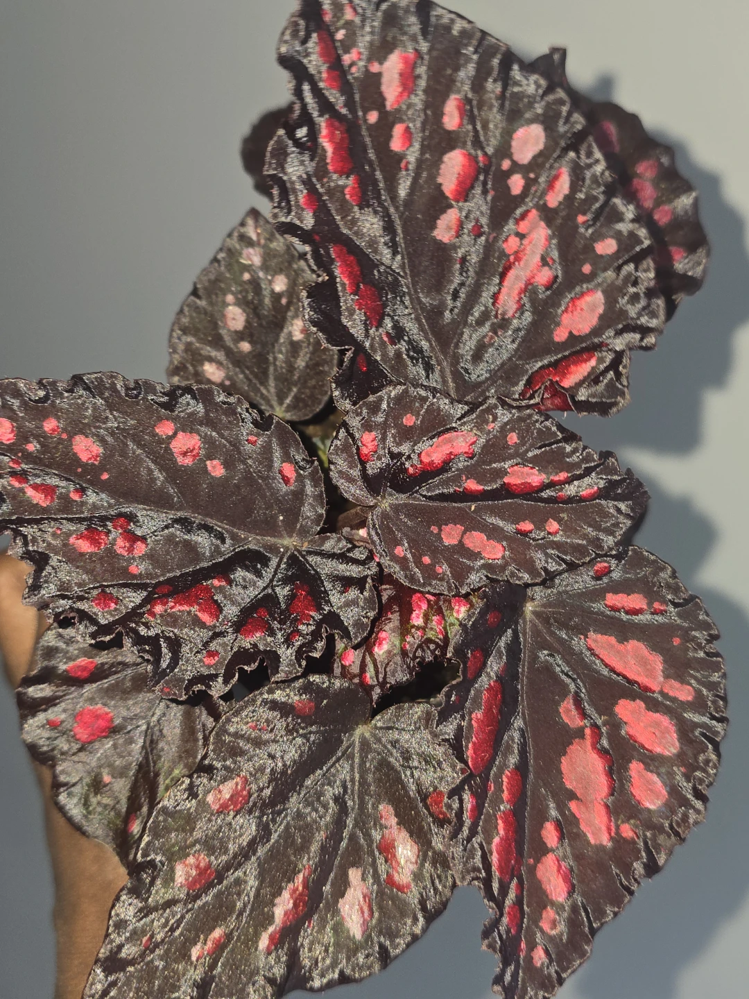 Begonia  collection Vibrant Red and Black Leaves - photo 3