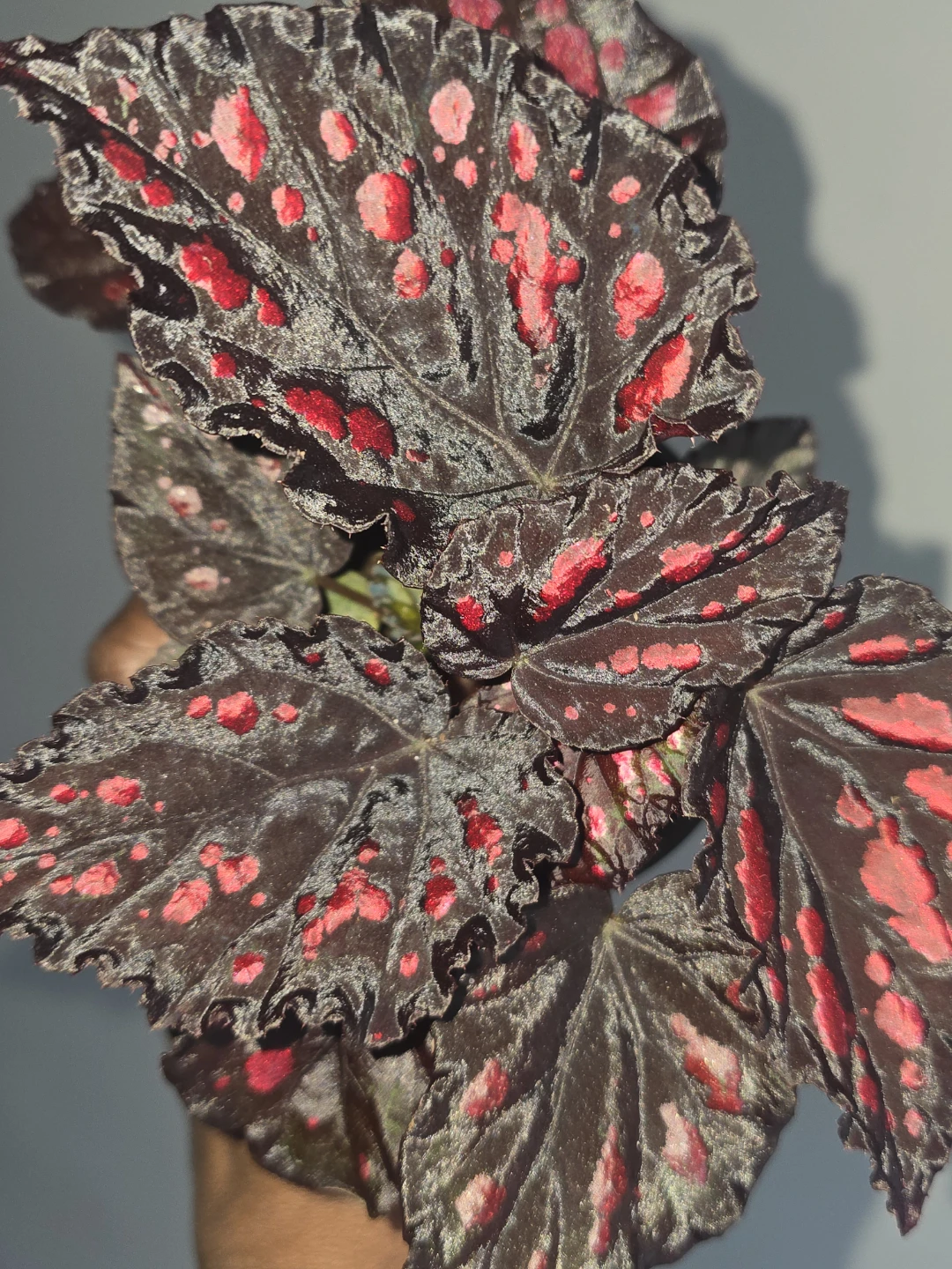 Begonia  collection Vibrant Red and Black Leaves - photo 4
