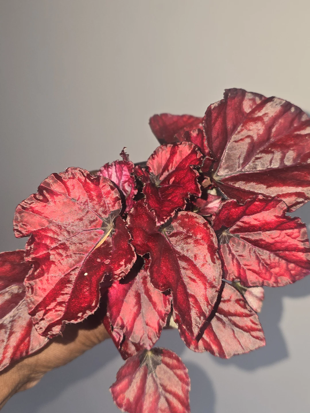 Begonia  collection Vibrant Red and Black Leaves - photo 5