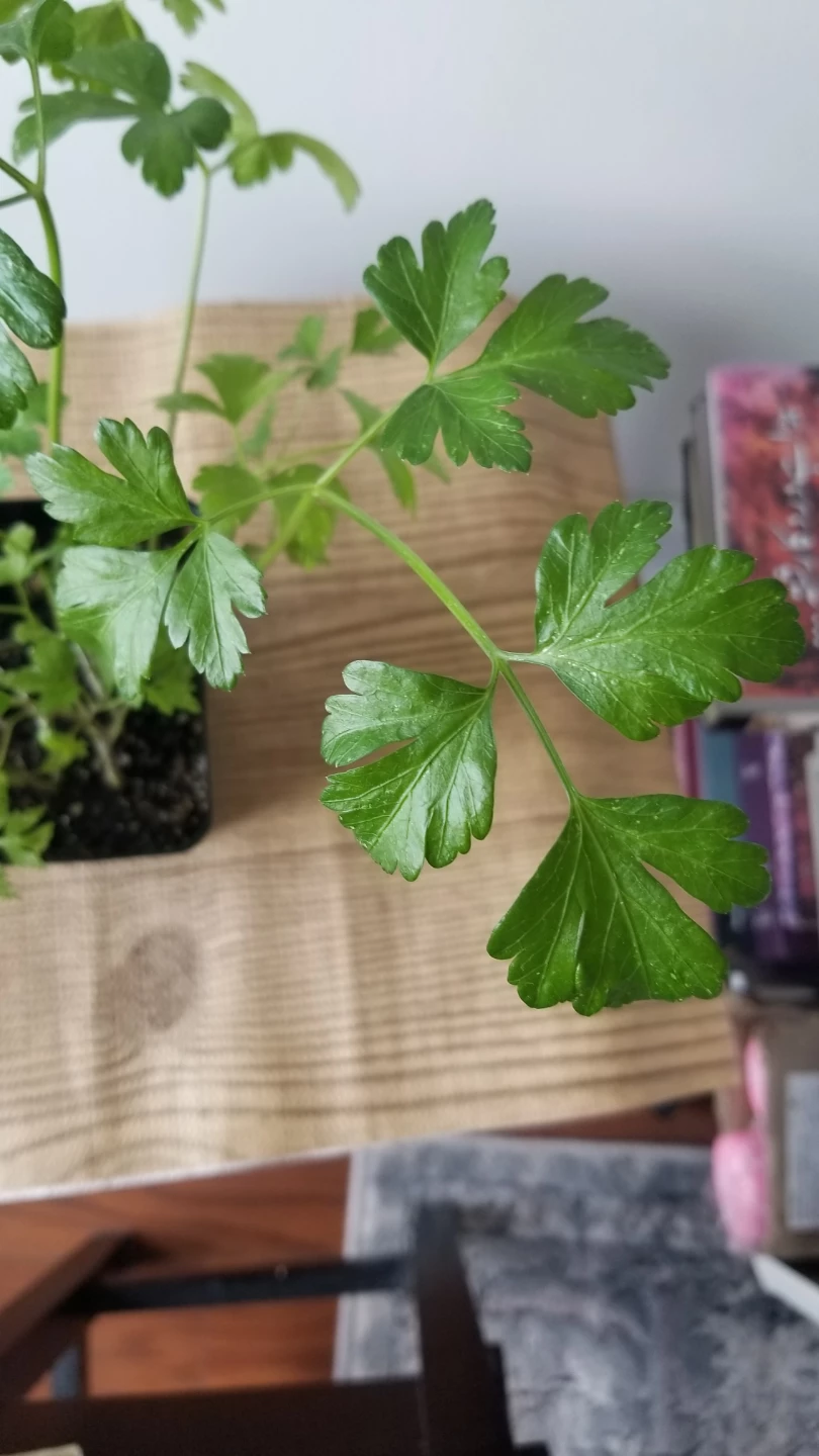 Parsley Plant in Pot - photo 5