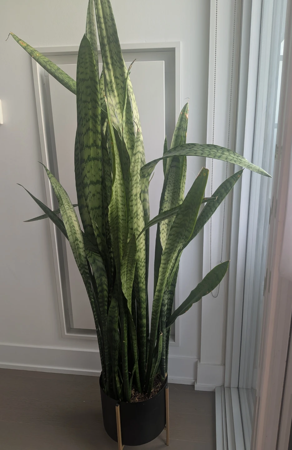 60 inches Snake Plant in structube Pot with Stand - photo 2