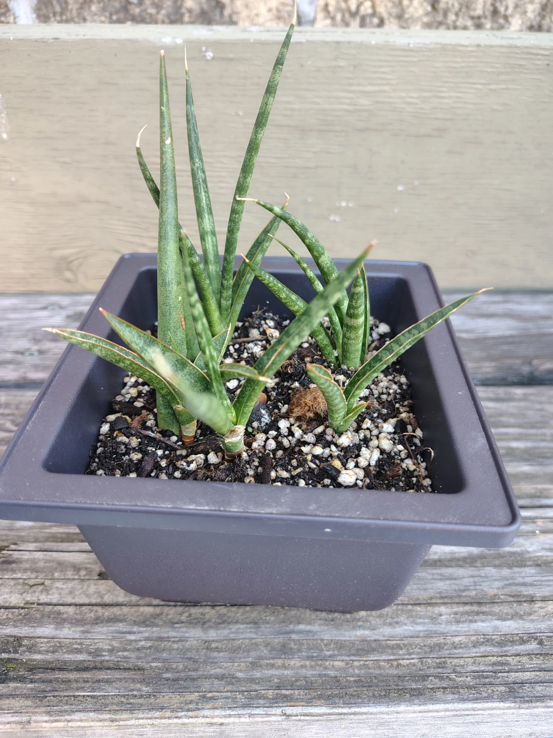 Sansevieria Cylindrica - Snake Plant