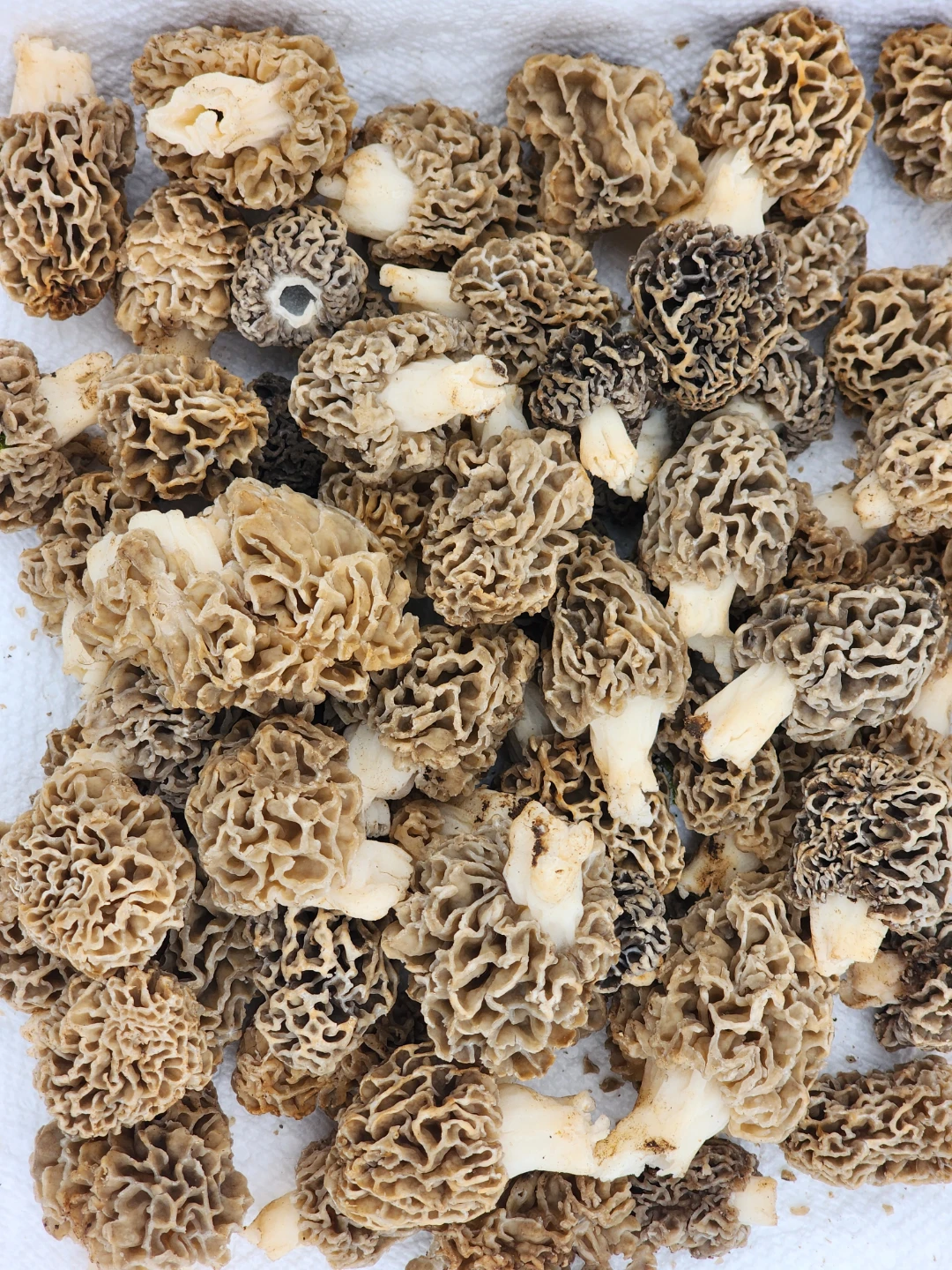 Morrel mushrooms
