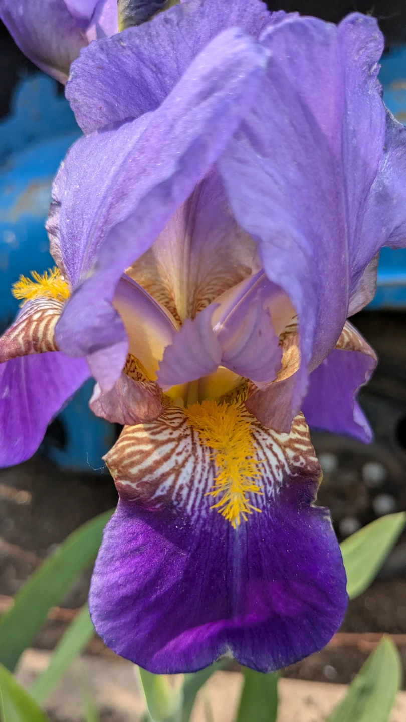 Iris Plants - Alcazar