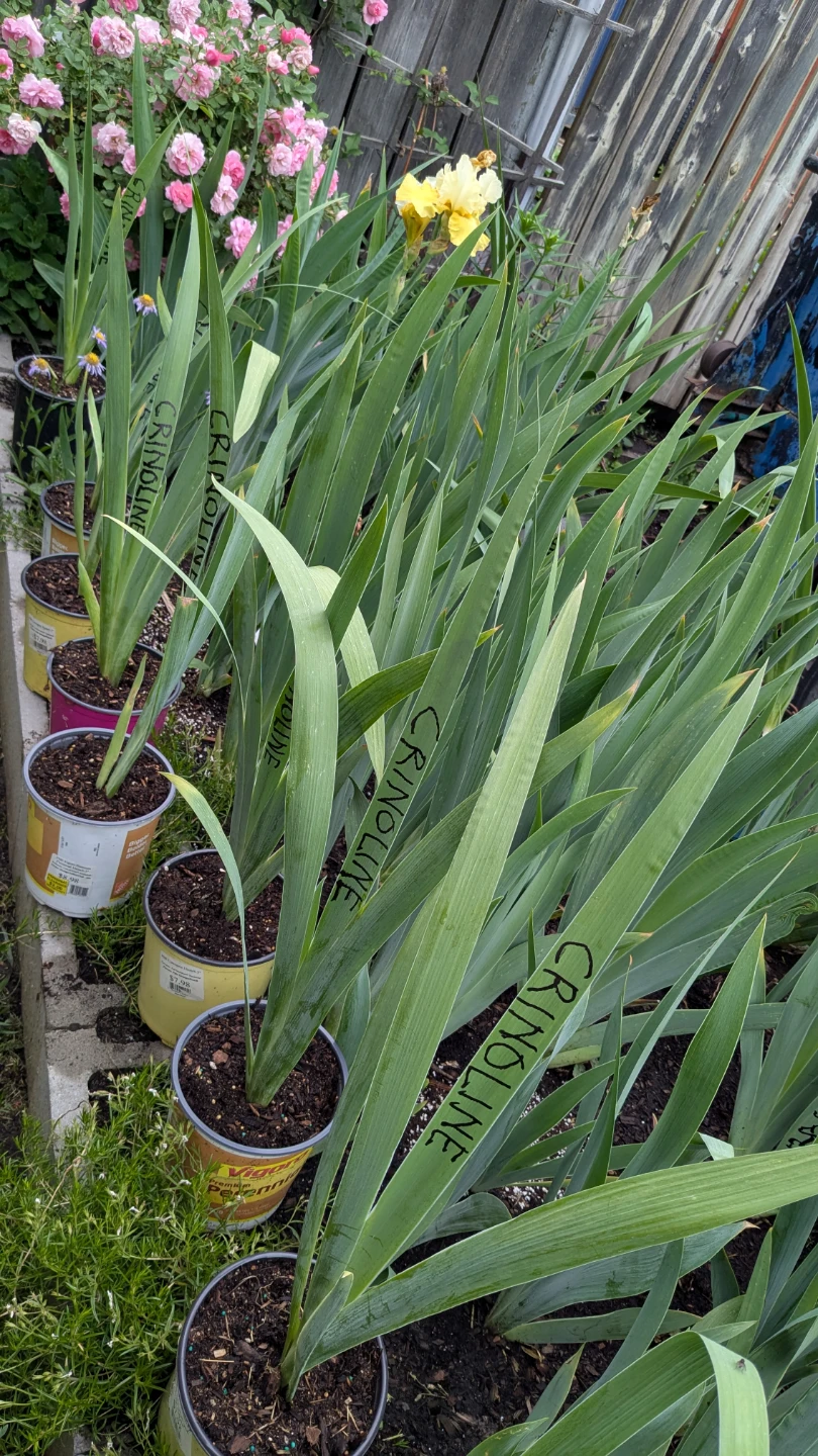 Iris Plants - Alcazar - photo 2