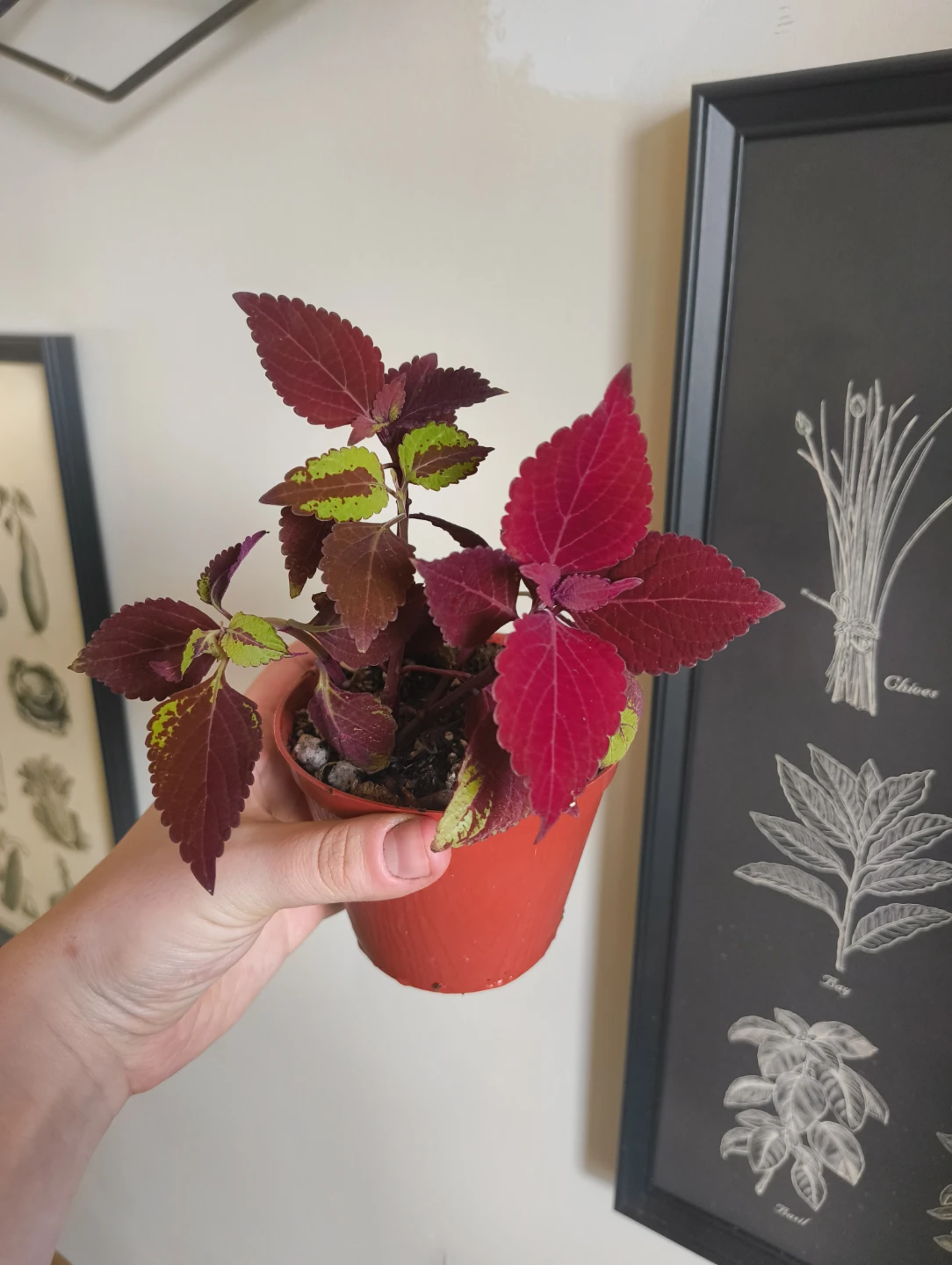 🌿❤️ Coleus plant