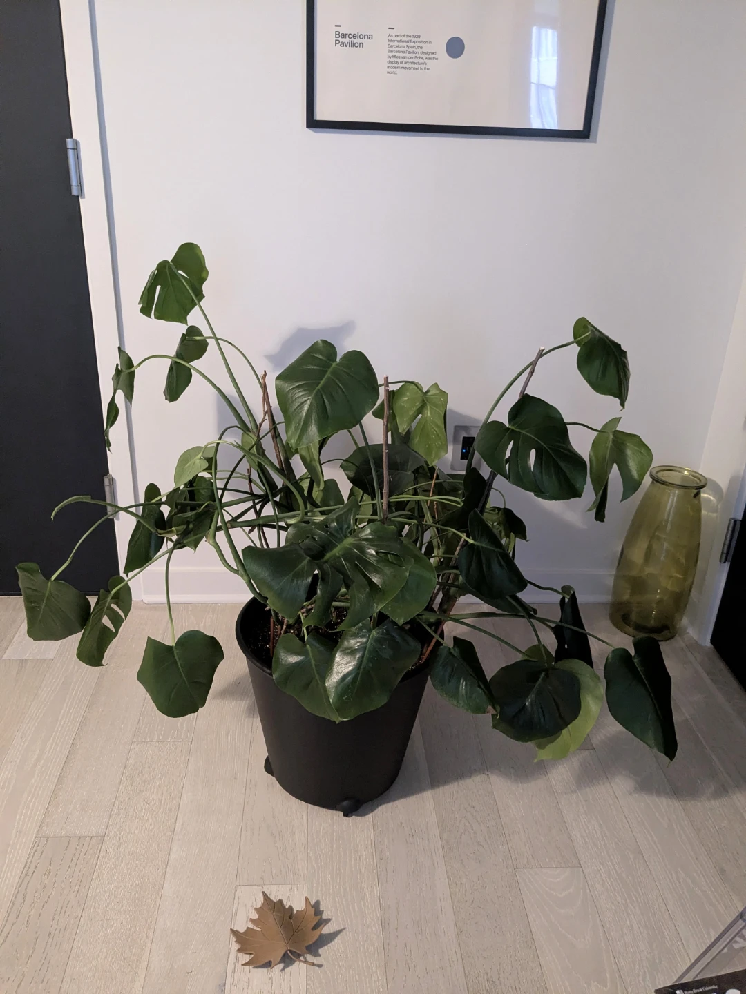Large Monstera Deliciosa Plant in an IKEA Pot on Wheels