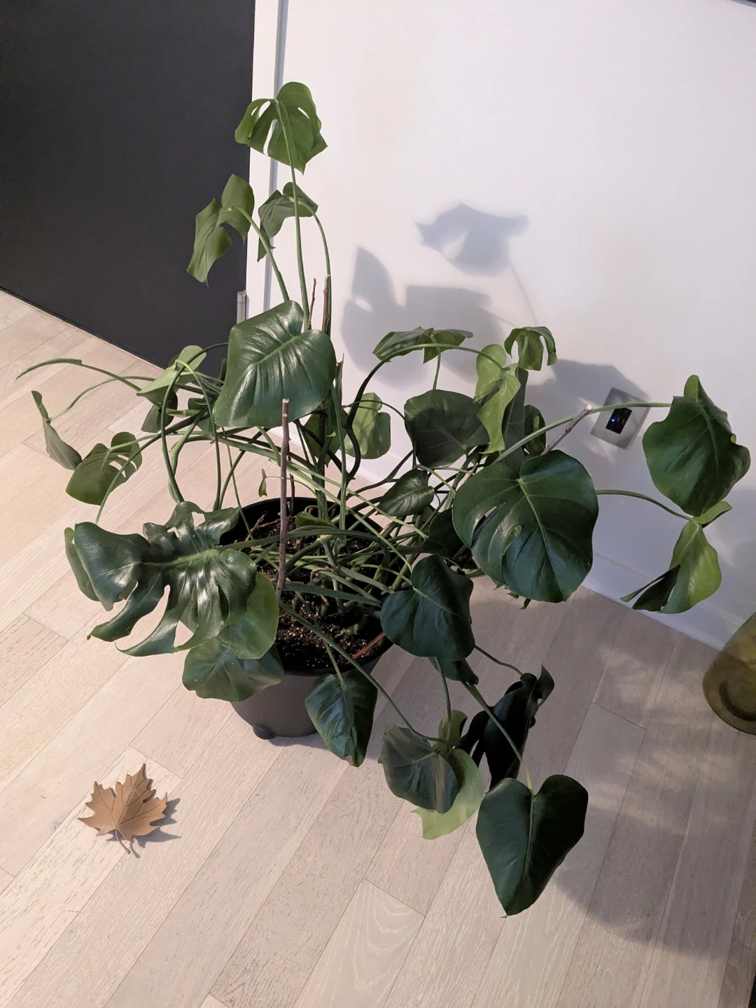 Large Monstera Deliciosa Plant in an IKEA Pot on Wheels - photo 2