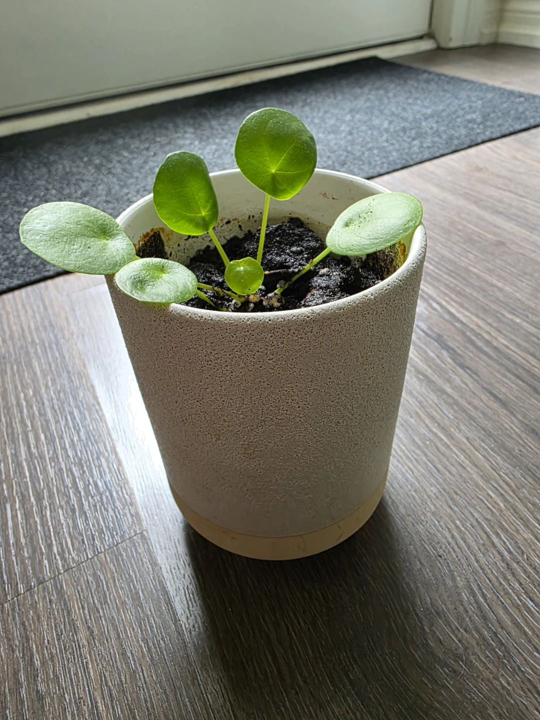 Pilea Peperomioides Plant in Ceramic Pot