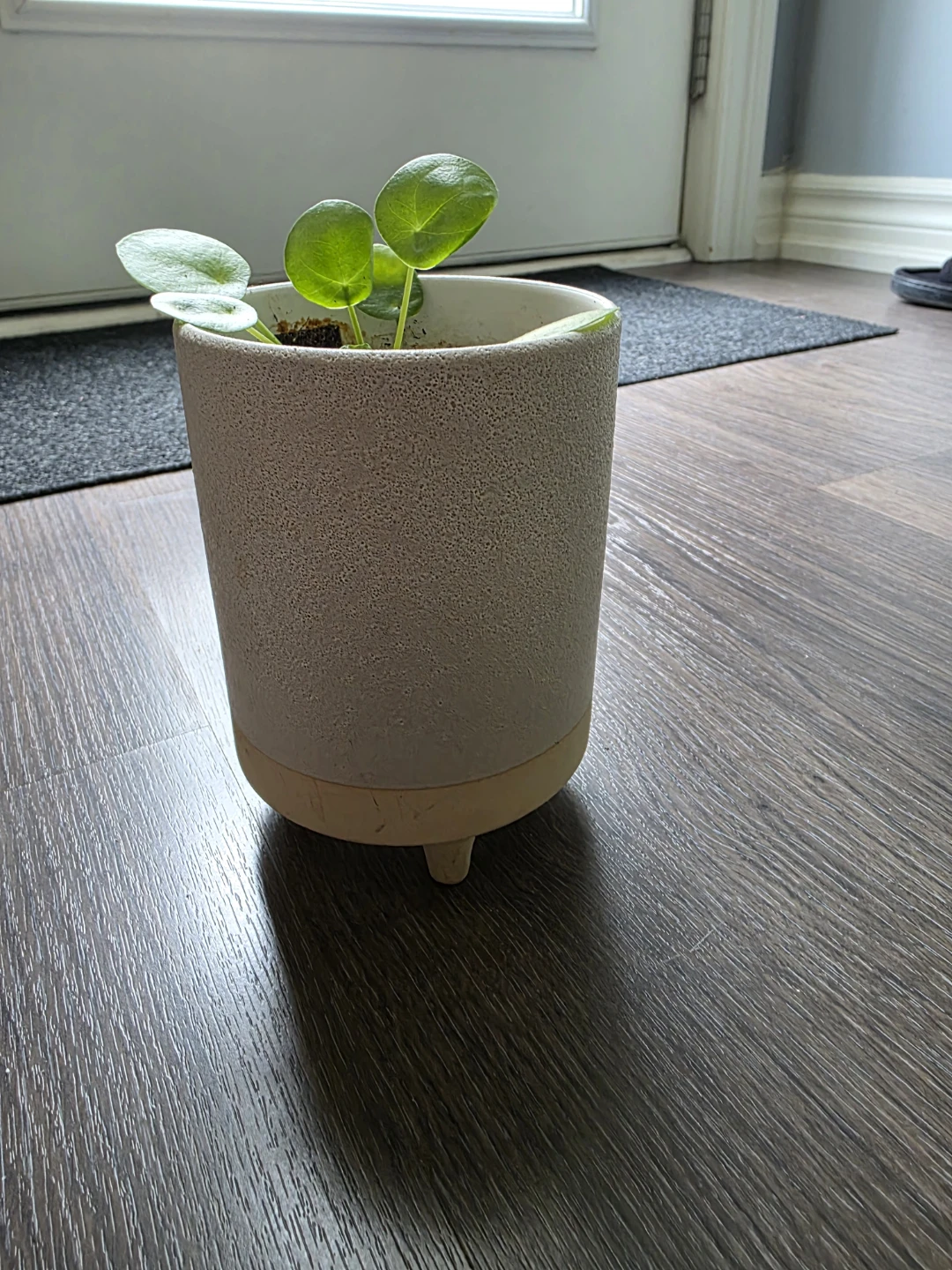 Pilea Peperomioides Plant in Ceramic Pot - photo 2
