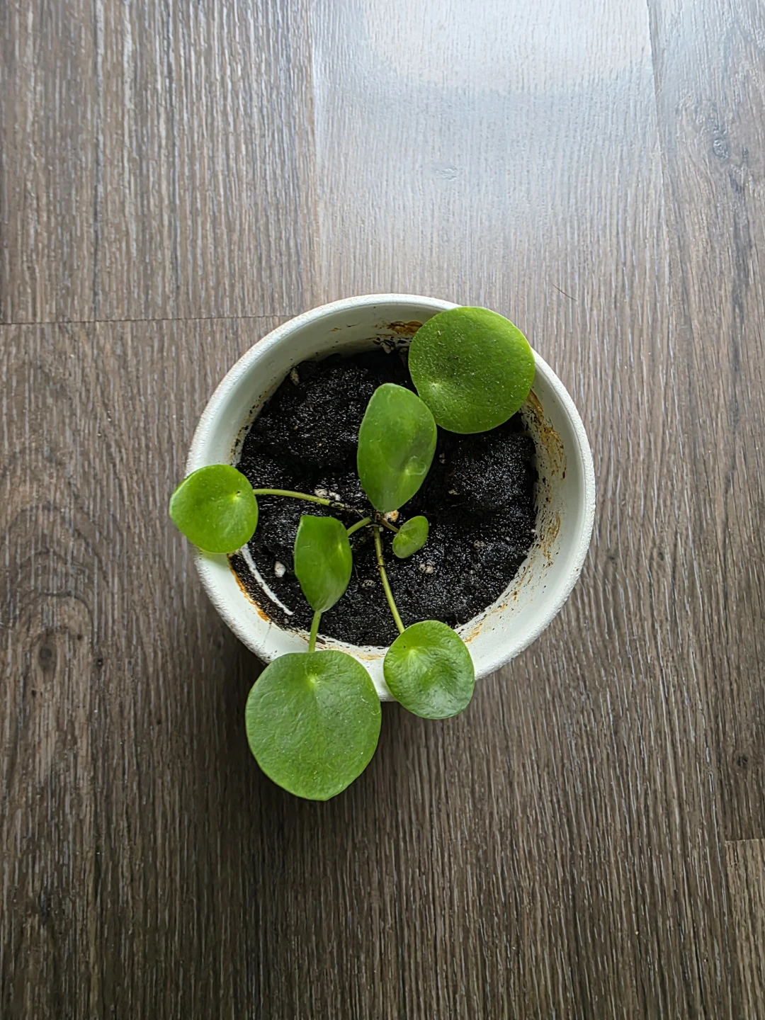Pilea Peperomioides Plant in Ceramic Pot - photo 3