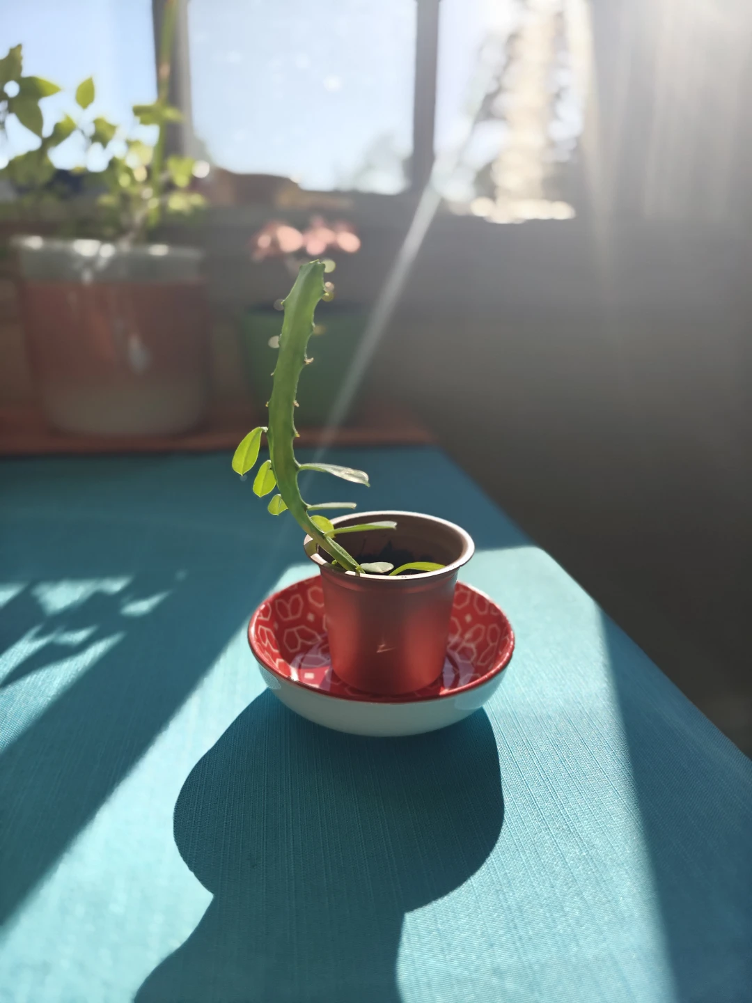 4" Potted Euphorbia Trigona (African Milk Tree)