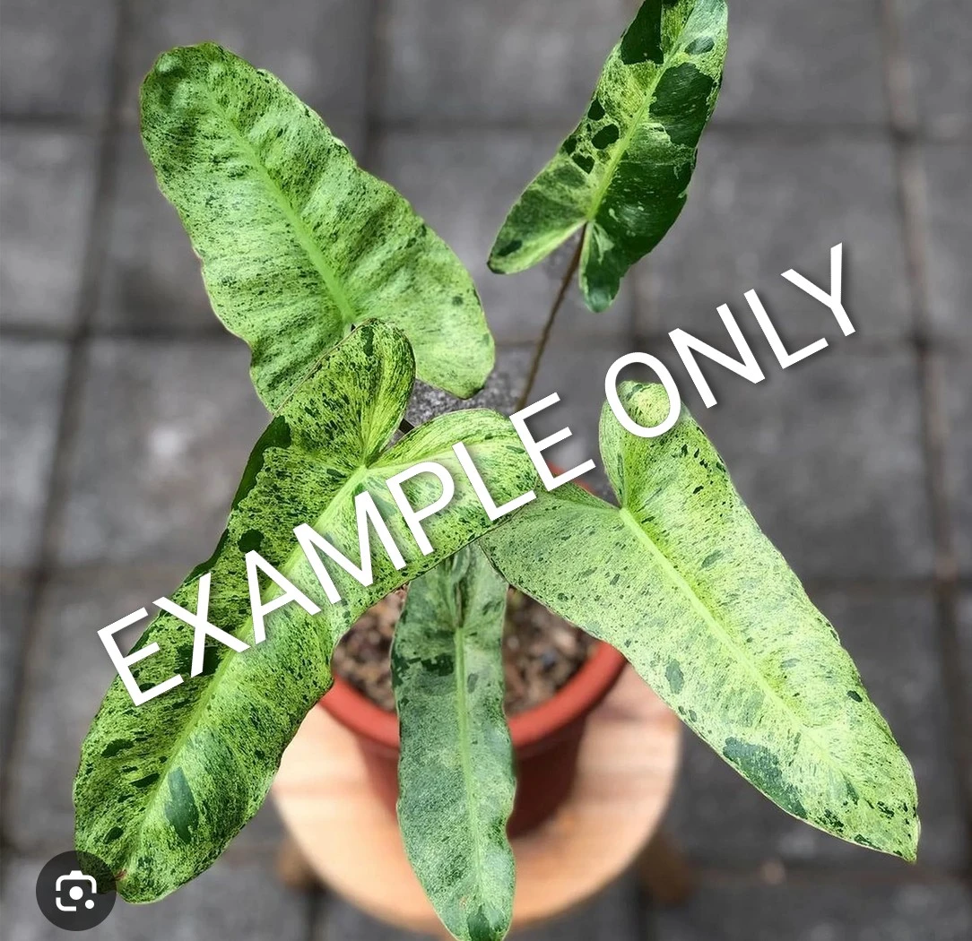 Philodendron Paraiso Verde cuttings - photo 2
